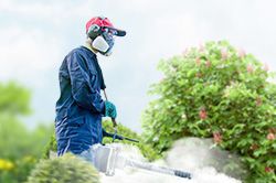 Обработка сада от паразитов - необходимые меры и их регулярность  в Краснодаре